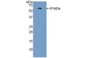 Detection of Recombinant NES, Mouse using Polyclonal Antibody to Nestin (NES) (Nestin anticorps  (AA 197-462))