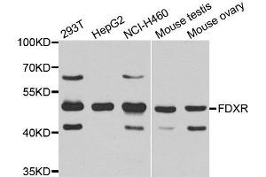 Western Blotting (WB) image for anti-Ferredoxin Reductase (FDXR) (AA 252-491) antibody (ABIN6220396) (Ferredoxin Reductase anticorps  (AA 252-491))