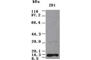 NT3 antibody (2D1) at 1:2000 + Recombinant Human NT3 (Neurotrophin 3 anticorps  (AA 139-257))