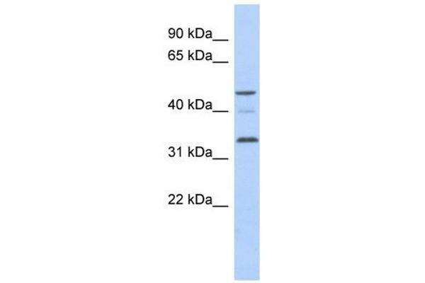 CCNYL1 anticorps  (N-Term)