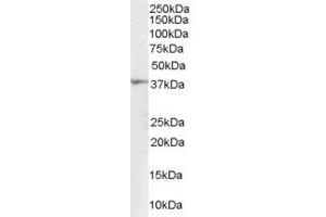 Western Blotting (WB) image for anti-Renalase, FAD-Dependent Amine Oxidase (RNLS) (Internal Region) antibody (ABIN2466189) (RNLS anticorps  (Internal Region))