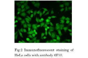 Immunofluorescence (IF) image for anti-Glyoxalase I (GLO1) (full length) antibody (ABIN2451990)