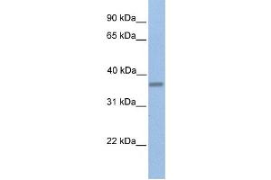 Western Blotting (WB) image for anti-EMI Domain Containing 1 (EMID1) antibody (ABIN2459392) (EMID1 anticorps)