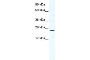 Western Blotting (WB) image for anti-BRF1, RNA polymerase III transcription initiation factor subunit (BRF1) antibody (ABIN2461519) (BRF1 anticorps)