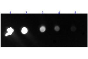 Dot Blot (DB) image for Goat anti-Rabbit IgG (Fc Region) antibody (FITC) - Preadsorbed (ABIN965214)