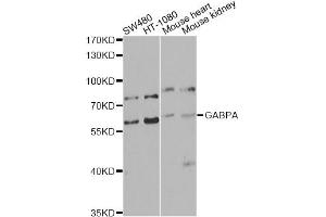 Western blot analysis of extracts of various cell lines, using GABPA antibody. (GABPA anticorps)