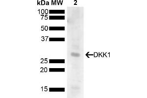 Western blot analysis of Human 293T showing detection of 28. (DKK1 anticorps  (AA 120-220) (PerCP))