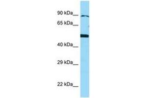 Image no. 1 for anti-Bone Morphogenetic Protein 4 (BMP4) (AA 23-72) antibody (ABIN6748177) (BMP4 anticorps  (AA 23-72))
