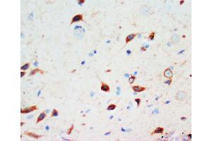 Anti-Secretogranin 3 antibody, IHC(P) IHC(P): Rat Brain Tissue (SCG3 anticorps  (C-Term))