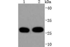 Lane 1: Hela, Lane 2: MCF-7 cell lysates, probed with 14-3-3 Theta (5G1) Monoclonal Antibody  at 1:1000 overnight at 4˚C. (14-3-3 theta anticorps)