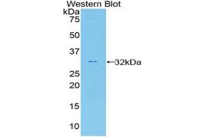 Western blot analysis of the recombinant protein. (Caspase 12 anticorps  (AA 1-244))