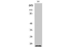 Western Blotting (WB) image for anti-Caspase 5 p10 (cleaved), (Ser331) antibody (ABIN3172751) (Caspase 5 p10 anticorps  (cleaved, Ser331))