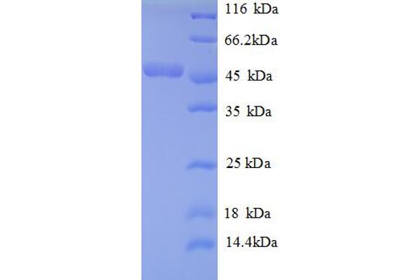 ATP5O Protein (AA 24-213) (GST tag)