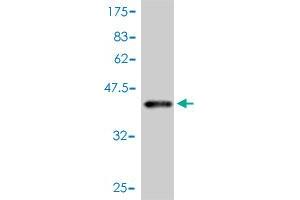 Western Blot detection against Immunogen (41. (Leptin anticorps  (AA 22-167))