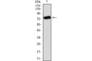 Western Blotting (WB) image for anti-Alkaline Phosphatase, Liver/bone/kidney (ALPL) antibody (ABIN1845845) (ALPL anticorps)