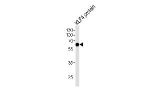 Lane 1: KLF4 protein, probed with KLF4 (56CT5. (KLF4 anticorps)