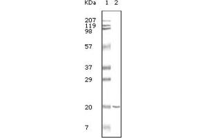 Western Blotting (WB) image for anti-CD19 Molecule (CD19) antibody (ABIN1845279) (CD19 anticorps)