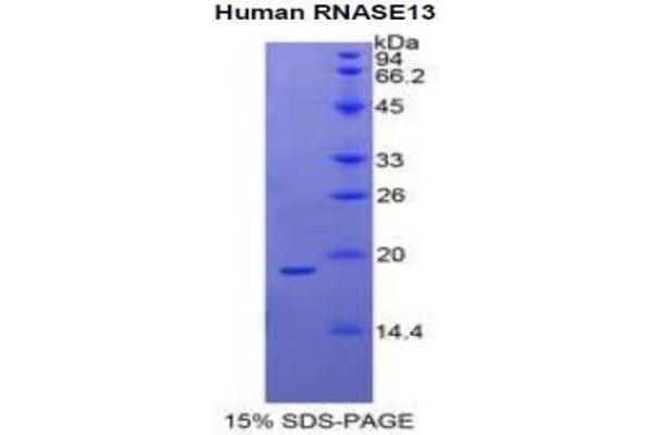 RNASE13 Protéine