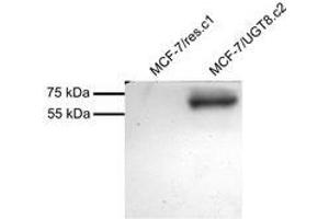 Western Blotting (WB) image for anti-UDP Glycosyltransferase 8 (UGT8) (Internal Region) antibody (ABIN2464904) (UGT8 anticorps  (Internal Region))