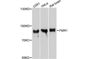 Western blot analysis of extracts of various cell lines, using FMR1 antibody. (FMR1 anticorps)