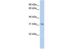 Western Blotting (WB) image for anti-N-Methylpurine-DNA Glycosylase (MPG) antibody (ABIN2458882) (MPG anticorps)