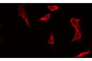 ABIN6269248 staining 293 by IF/ICC. (STAT5A anticorps  (C-Term))