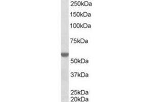 Image no. 1 for anti-Retinoid X Receptor, alpha (RXRA) (Internal Region) antibody (ABIN374477) (Retinoid X Receptor alpha anticorps  (Internal Region))