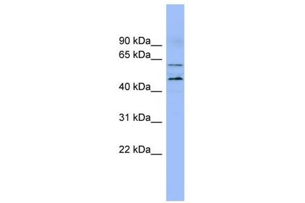 LMF1 anticorps  (N-Term)