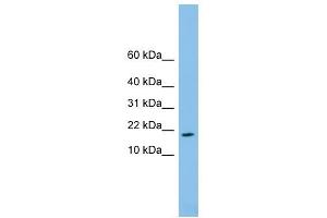 FAM19A4 antibody used at 1 ug/ml to detect target protein. (FAM19A4 anticorps  (Middle Region))