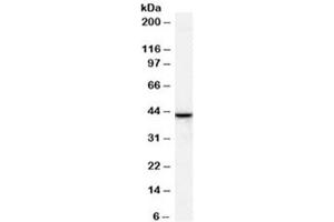 Western blot testing of human breast lysate with ERLIN2 antibody at 1ug/ml. (ERLIN2 anticorps)