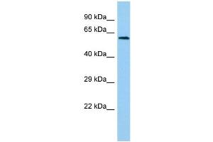 Host: Rabbit Target Name: LCTL Sample Type: Hela Whole Cell lysates Antibody Dilution: 1. (LCTL anticorps  (N-Term))