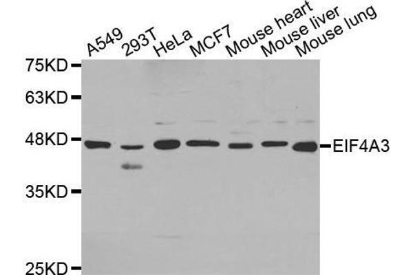 EIF4A3 anticorps  (AA 1-210)