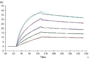 Human FGF10, No Tag immobilized on CM5 Chip can bind Human FGFR2 beta (IIIb), hFc Tag with an affinity constant of 0. (FGFR2 beta (AA 152-378) protein (Fc Tag))