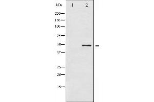 Western blot analysis of ATF2 phosphorylation expression in HeLa whole cell lysates,The lane on the left is treated with the antigen-specific peptide. (ATF2 anticorps  (pThr53, pThr71))