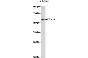 Western blot analysis of extracts of rat kidney, using FASLG antibody (ABIN5970064) at 1/1000 dilution. (FASL anticorps)
