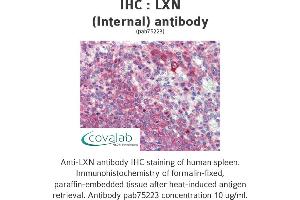 Image no. 1 for anti-Latexin (LXN) (Internal Region) antibody (ABIN5693627) (Latexin anticorps  (Internal Region))