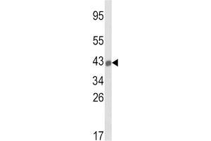 Western Blotting (WB) image for anti-Major Histocompatibility Complex, Class I, B (HLA-B) antibody (ABIN3003834) (HLA-B anticorps)