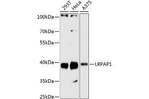 Western blot analysis of extracts of various cell lines, using LRP antibody  at 1:3000 dilution. (LRPAP1 anticorps  (AA 35-357))