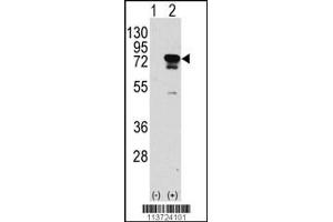 Western blot analysis of EIF4B using rabbit polyclonal EIF4B Antibody (S422) using 293 cell lysates (2 ug/lane) either nontransfected (Lane 1) or transiently transfected with the EIF4B gene (Lane 2). (EIF4B anticorps  (AA 400-429))