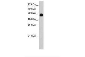 Image no. 2 for anti-Kelch-Like ECH-Associated Protein 1 (KEAP1) (C-Term) antibody (ABIN6736255) (KEAP1 anticorps  (C-Term))