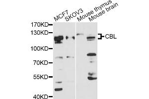 Western blot analysis of extracts of various cell lines, using CBL antibody. (CBL anticorps)