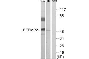 Western blot analysis of extracts from K562 cells and 3T3 cells, using EFEMP2 antibody. (FBLN4 anticorps  (Internal Region))