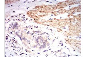 Immunohistochemistry (IHC) image for anti-beta-2-Microglobulin (B2M) (AA 21-100) antibody (ABIN1724934)