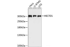 Western blot analysis of extracts of various cell lines using HECTD1 Polyclonal Antibody at dilution of 1:3000. (HECTD1 anticorps)