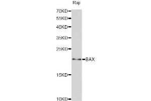 Western blot analysis of extracts of Raji cells, using BAX antibody (ABIN5970040) at 1:3000 dilution. (BAX anticorps)