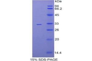 SDS-PAGE analysis of Mouse TBG Protein. (SERPINA7 Protéine)