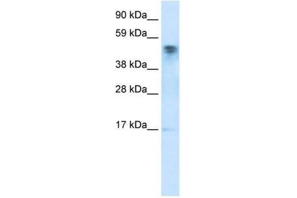 FLJ13798 (FLJ13798) (C-Term) anticorps