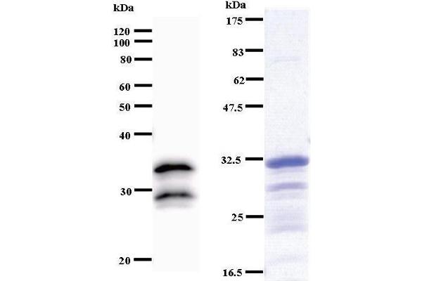 VAX2 anticorps