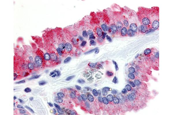 GPR174 anticorps  (Cytoplasmic Domain)