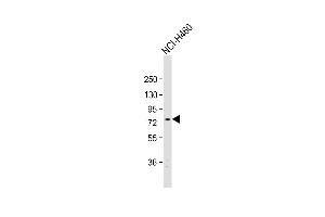 Anti-EXOC5 Antibody (C-term) at 1:1000 dilution + NCI- whole cell lysate Lysates/proteins at 20 μg per lane. (EXOC5 anticorps  (C-Term))